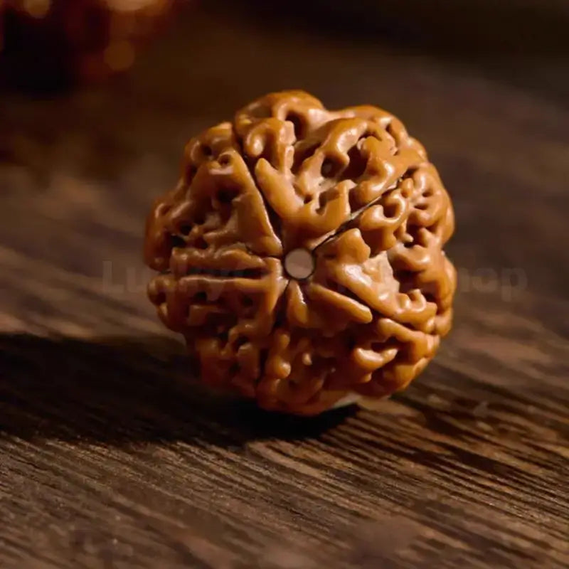 Macro detailed view of a single authentic Nepalese Rudraksha bead showing natural seed grooves.